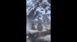 Adorable Baby snow monkey chillingly soaking in a Hot Spring *Wholesome*
