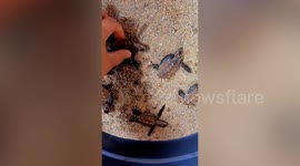 Dozens of critically endangered Hawksbill turtle hatchlings relocated to marine sanctuary