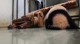 Adorable moment panda cub tries to get away from mother