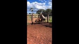 Cow's daring escape: gravity-defying leap ends with a tumble in Minas Gerais