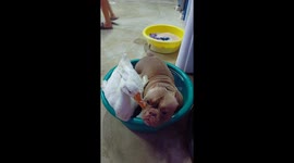American bully and goose squeeze into bathtub together