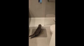 Quirky quencher: cat prefers shower sips over traditional bowl