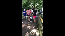 Bold raccoon raid: Iguazú Falls tourists ambushed as sneaky bandit snatches picnic loot