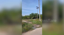 Furious bull chases passing soldiers away from farm