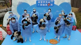 Panda cubs send Lunar New Year greetings from southern China