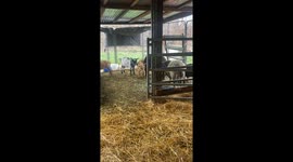 Daisy The Dog Annoys The Sheep