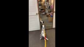 Dalmatian Puppy Discovers Mirror