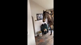 A Mysterious Horse Visits An Irish Household