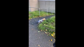 Wheelchair Dog Lives Life in the Fast Lane
