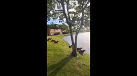Synchronized Capybaras Jump Into Water