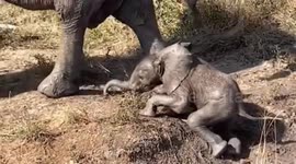 Adorable elephant calf wobbly on its feet loves playing in the mud