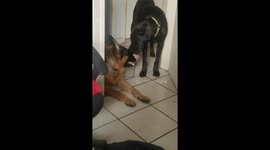 Lab Mix's enthusiastic display of affection with German Shepherd in Pretoria, South Africa