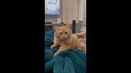 Feline's unnerving eye contact during angry biscuit-making in Tennessee