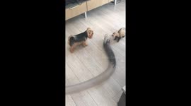 Yorkie and Ferrets Play Tag
