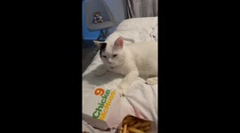 Cat Wants A Nugget