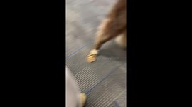 Frozen in time: Dog forgets how to walk after trying on new boots