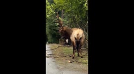 Elk Collects His Lunch
