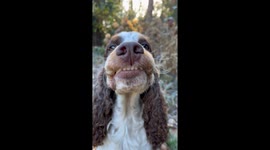 Smiling Cocker Spaniel
