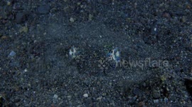 Master of disguise: Diver films tiny squid burying itself in sand