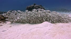 Scuba diver encounters school of venomous catfish