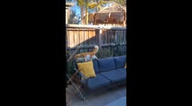 Feline Floof Fails to Fly Far