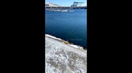 Auk Found Floating In Boston Harbor