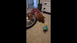 Dog Protects Baby From Walking Crab Toy