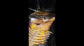 Bobbit Worm Up Close