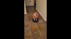 Donut Cat Rides On Robot Vacuum