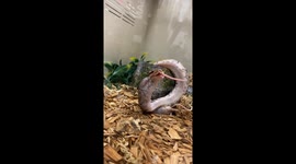 Snake Looks Derpy While Eating Dinner