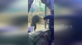 Chimpanzee mirrors two zoo visitors' actions in China