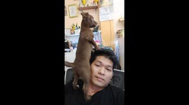 Pet Chihuahua dog stands on owner's head