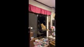 Golden British shorthair cat tries to catch gecko stick outside glass window
