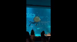 Aquarium diver spins stingray around in water while doing stunt for tourists