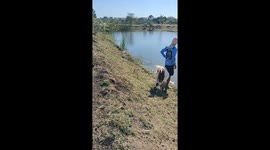 Angry goat head-butts man into lake