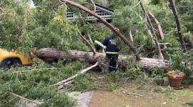 Firefighters clear tree that fell on vehicle and trapped young girl inside