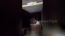 Four wild elephants rummage through tourist's car