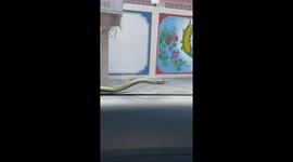 Green snake tries to get inside moving car in Thailand
