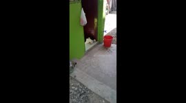 Pet pooch jumps into basin under faucet to cool off