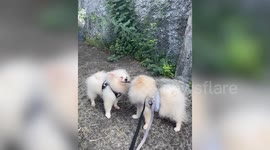 Pet Pomeranians share twig to gnaw on