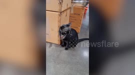 Pet cat plays in stockroom and emerges with cobwebs around head
