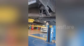 Mechanics remove car's lower engine cover to save stray dog