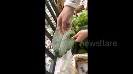 Locals in southern China peel ice off leaves as area braces for strongest snow in 16 years
