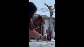 Loyal dog protects owner from fireworks in China