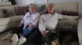 Britain's oldest pair of charity rescue dogs still going strong - at combined age of 37