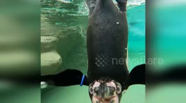 Playful penguins attack underwater camera at Milwaukee Zoo