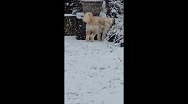 Curious dog inspects frozen garden as snow falls in Sheffield following amber weather warnings