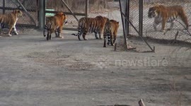 Dominant Siberian tiger asserts authority, subduing fellow tigers in Liaoning Province