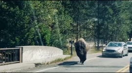 Buffalo escapes traffic in Yellowstone dash
