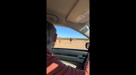 Close encounter: camel feasts on treats straight from car window at Eudora wild life safari park